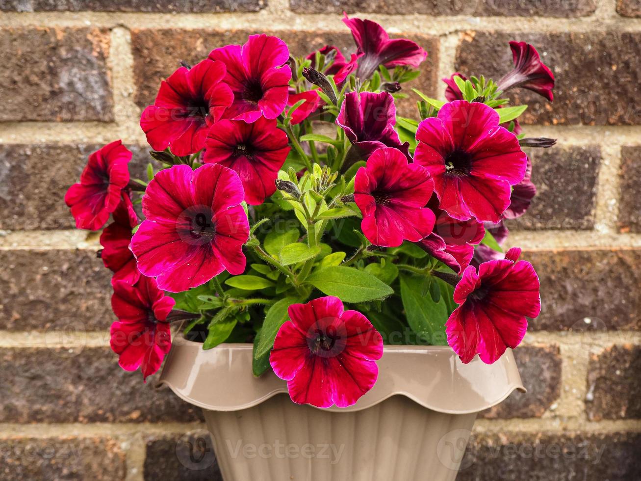 Pink petunia flowers photo