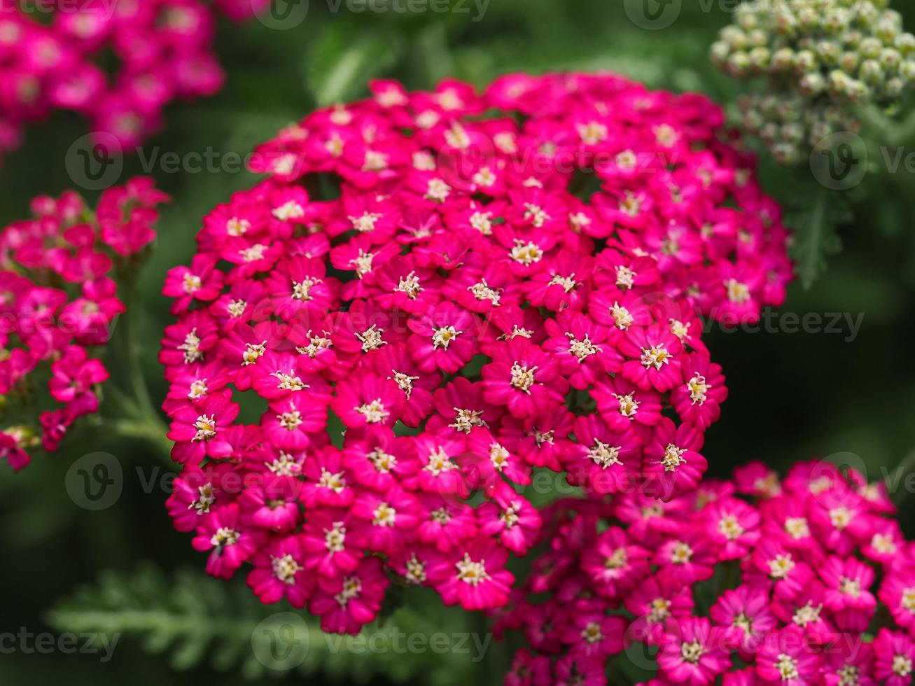 Close-up of pink yarrow photo