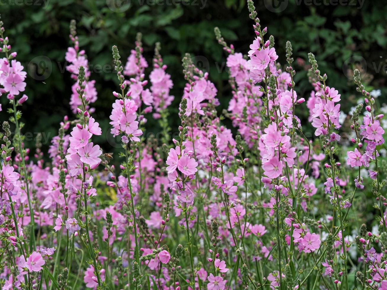 flores de malva rosa pradera foto