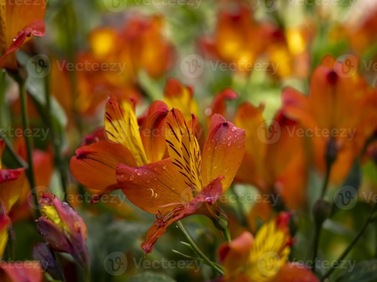 flores de estrella llameante naranja y amarillo foto