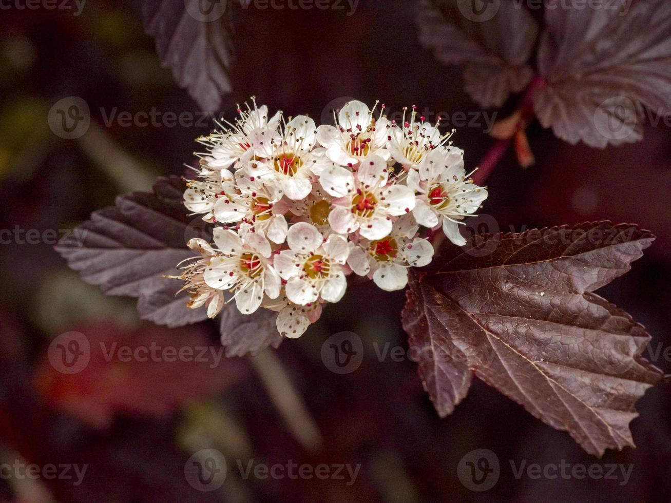 flores blancas de nueve corteza foto