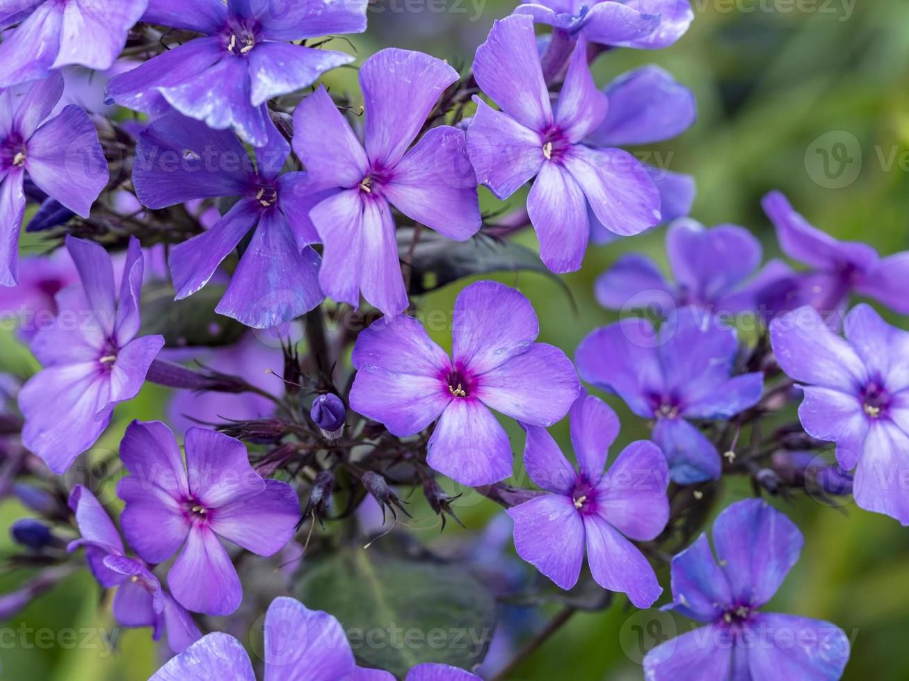Purple phlox flowers photo