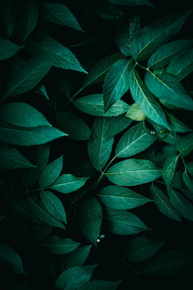 Green plant leaves in spring season, green background photo