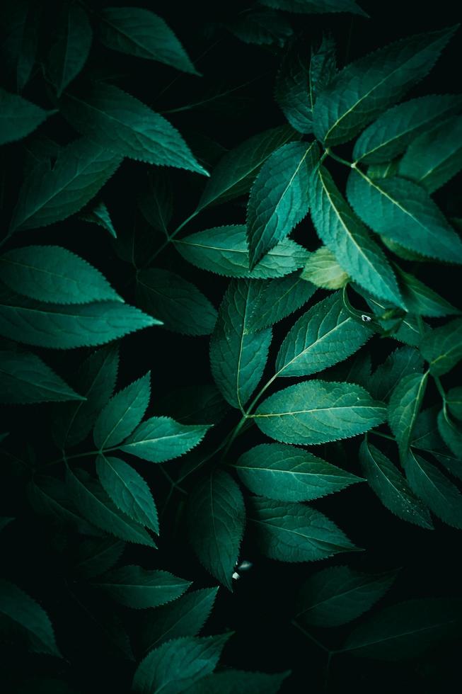 hojas de plantas verdes en la temporada de primavera, fondo verde foto