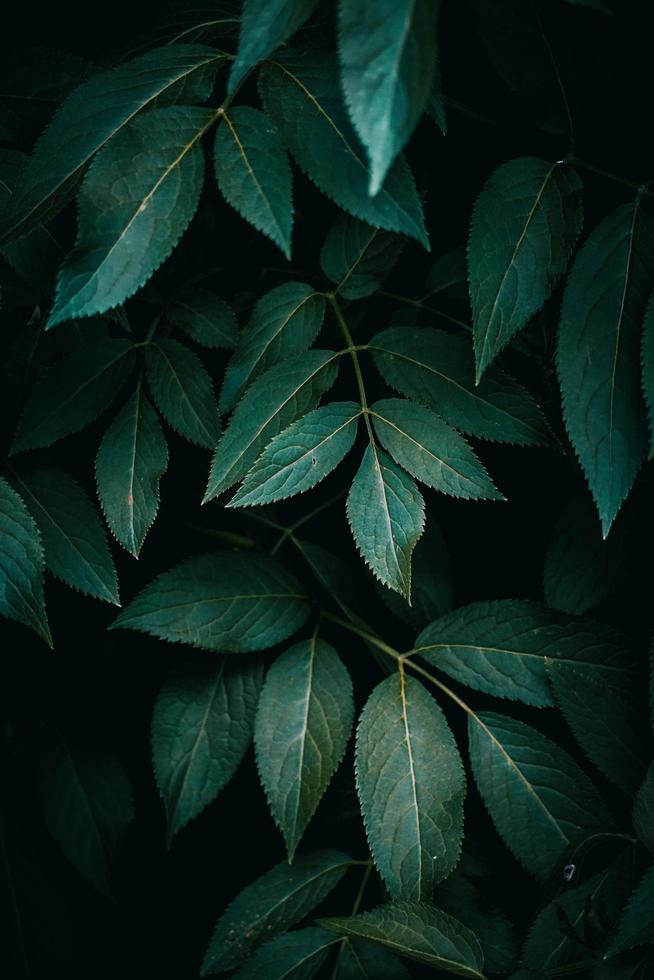 hojas de plantas verdes en la temporada de primavera, fondo verde foto