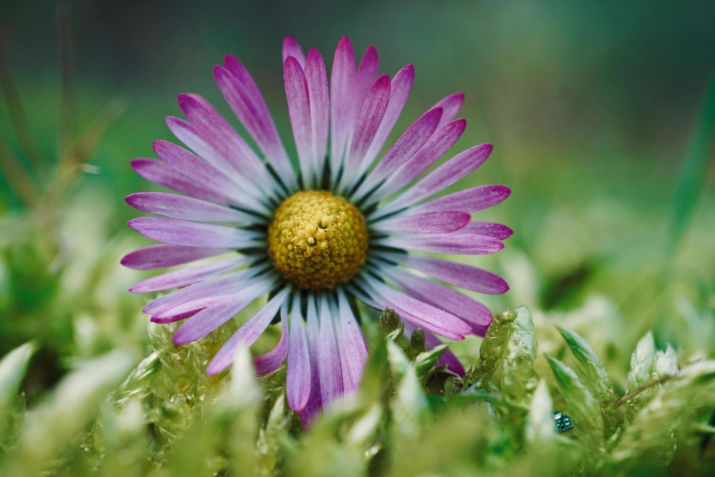 Beautiful daisy flower in the spring season photo