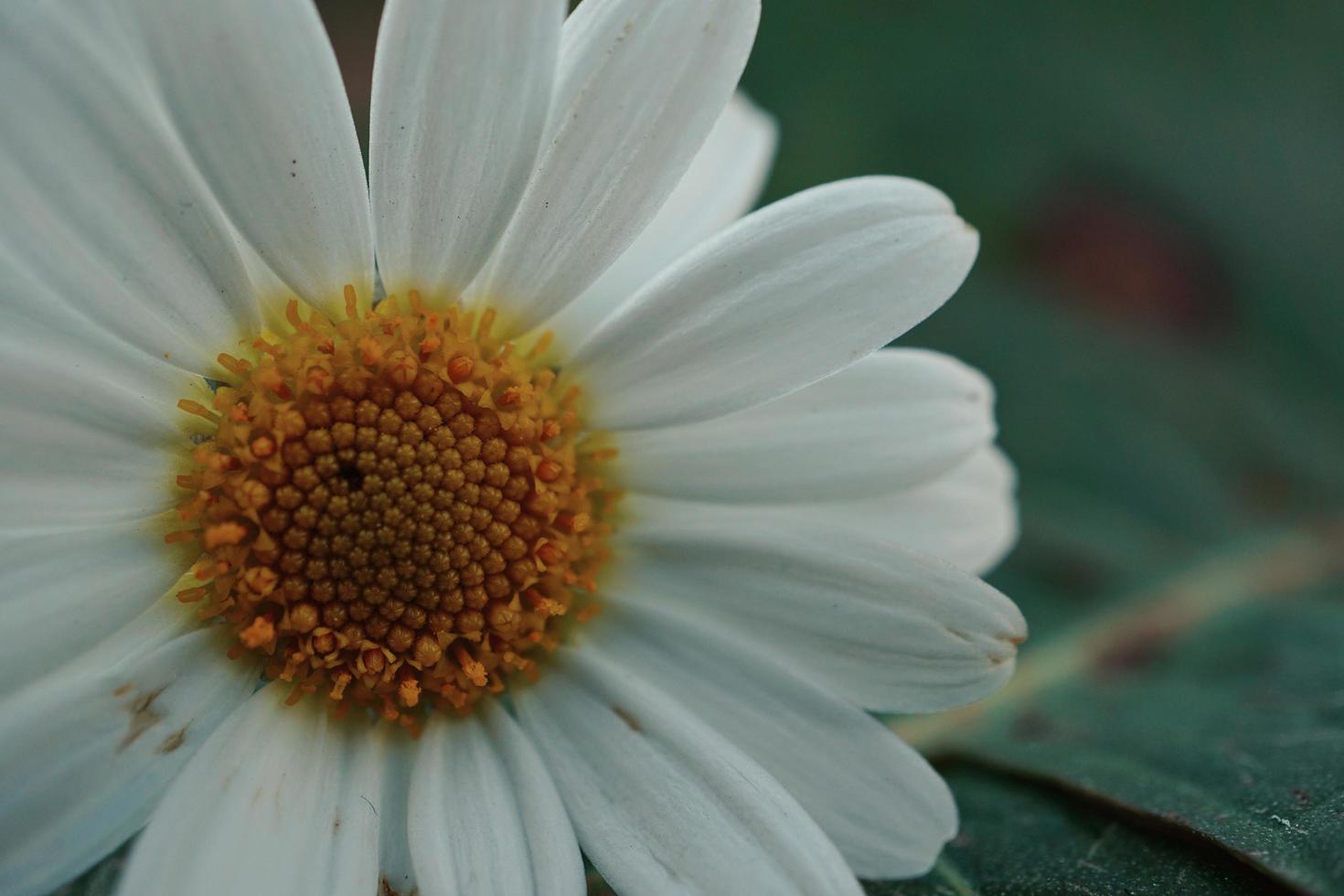 Beautiful daisy flower in the spring season photo