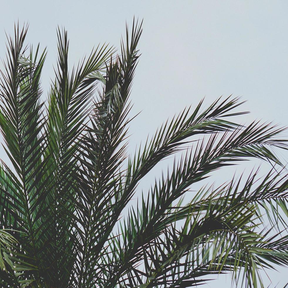 hojas de palmera y cielo azul en primavera foto