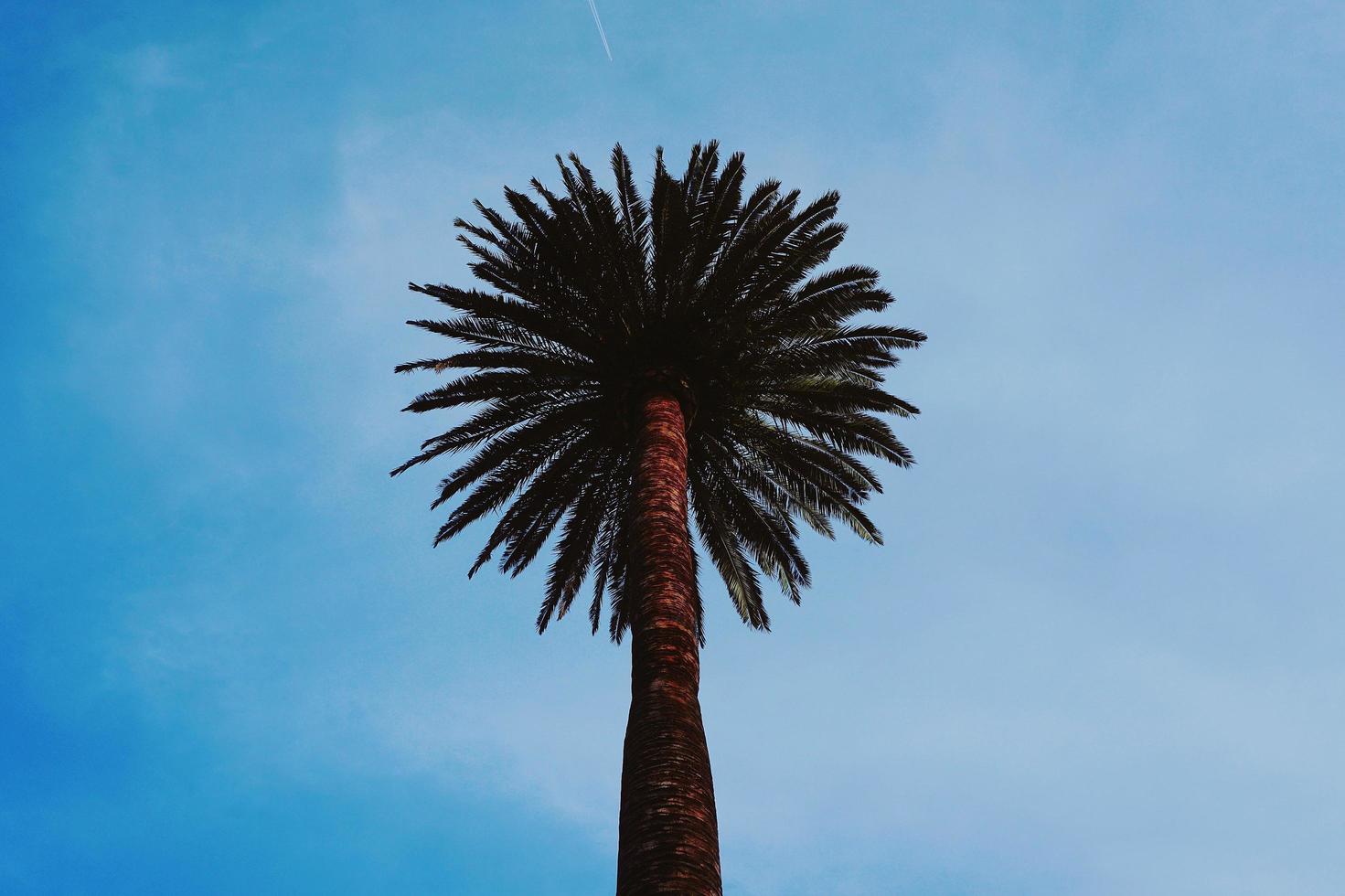 Palm tree and blue sky in spring season photo