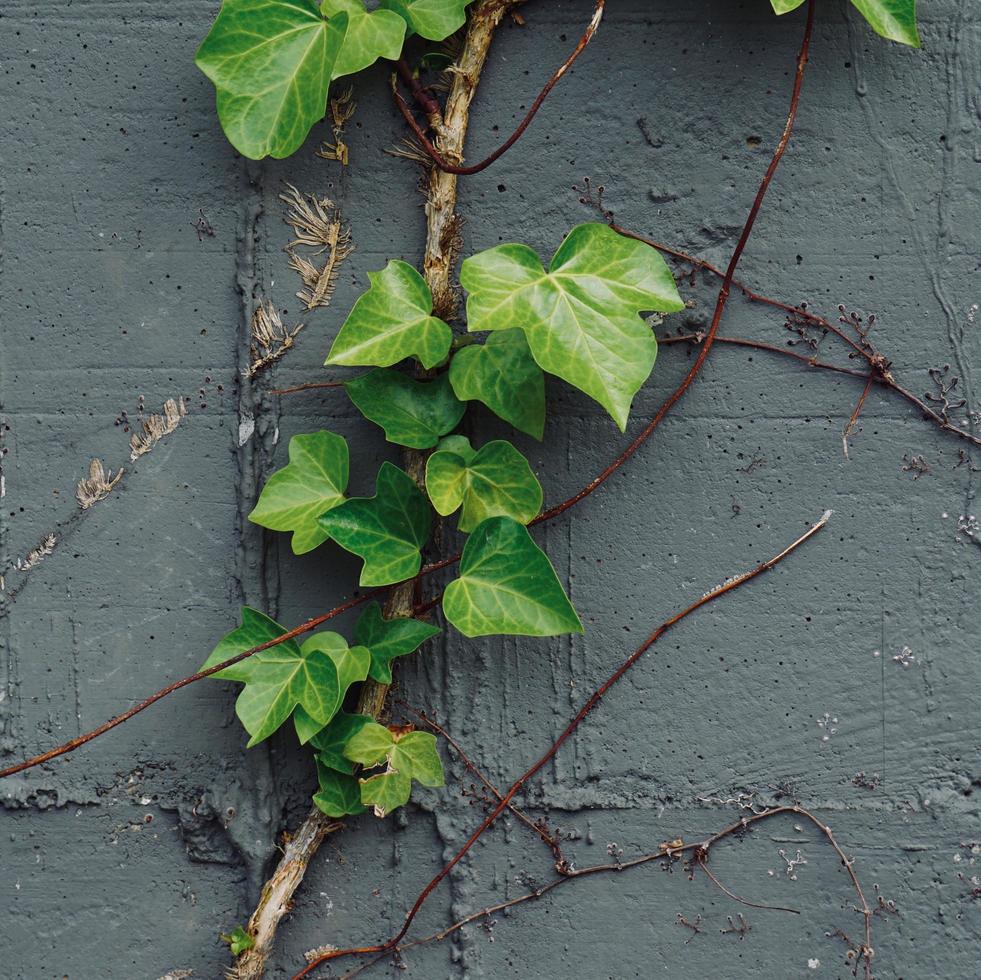 Green leaves on the gray wall in the spring season photo