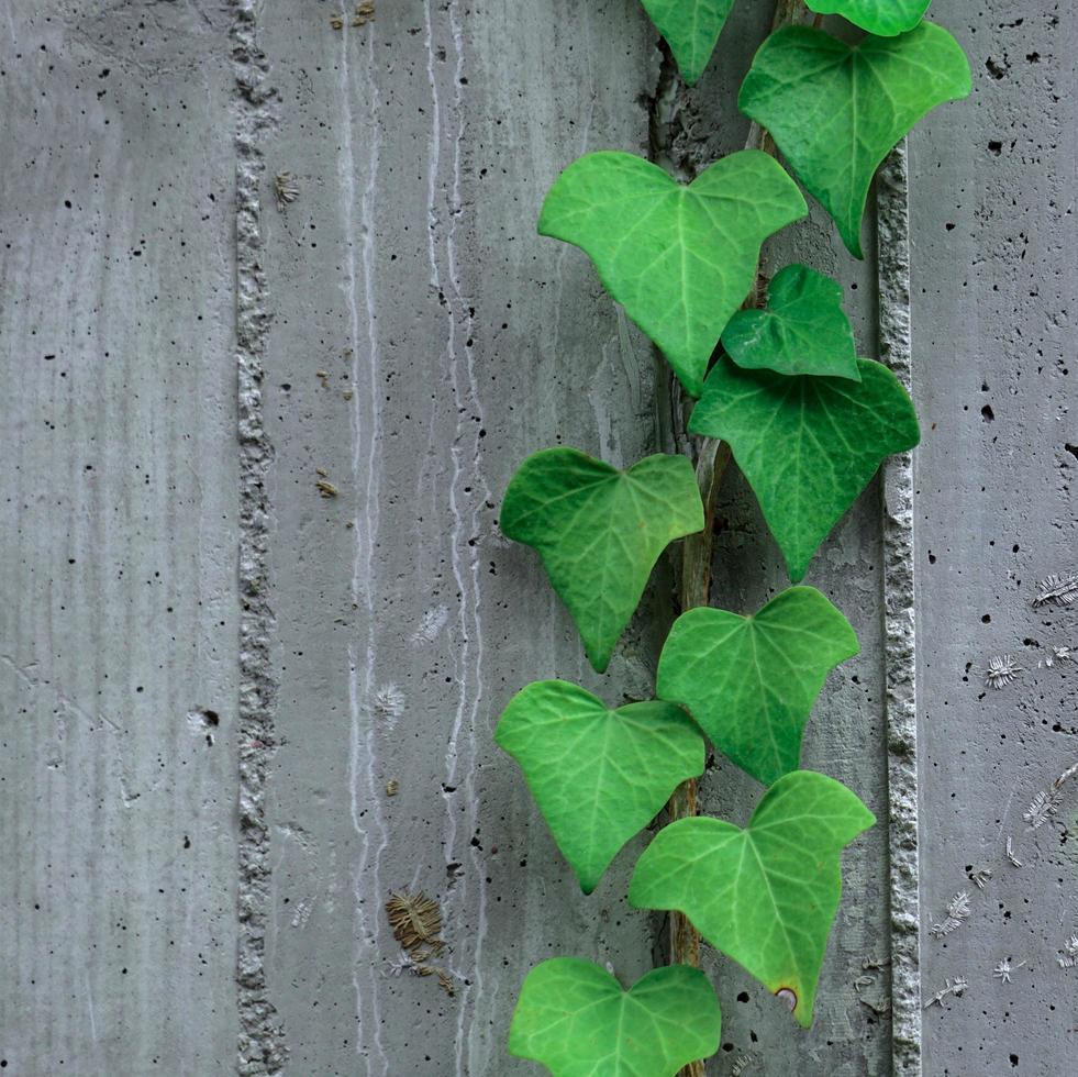 hojas verdes en la pared gris en la temporada de primavera foto