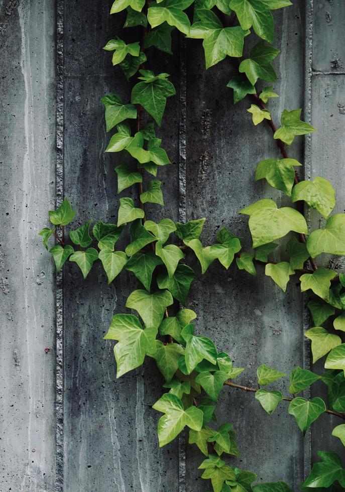 hojas verdes en la pared gris en la temporada de primavera foto