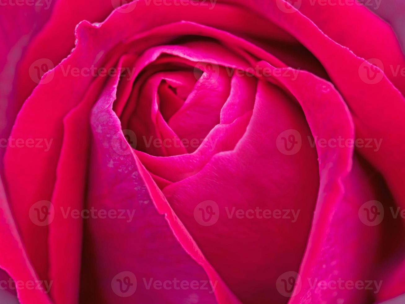 Red rose close-up photo