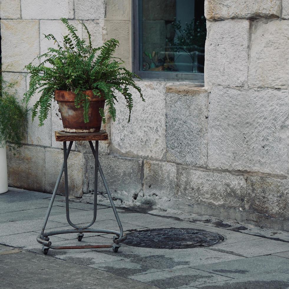 hermosas plantas en la calle foto