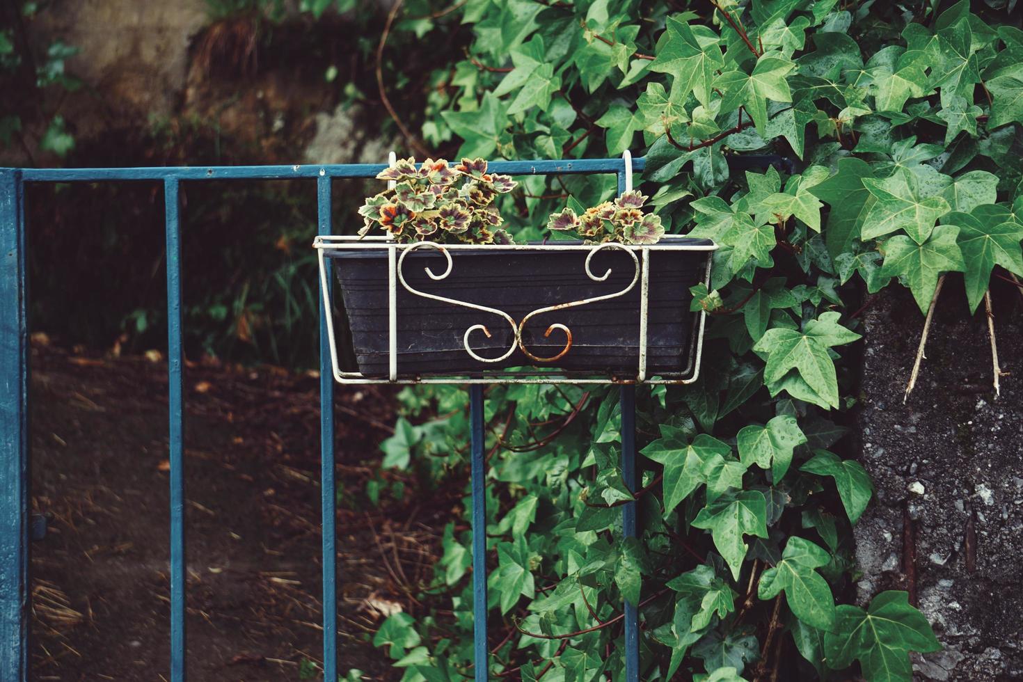 hermosas plantas en la calle foto