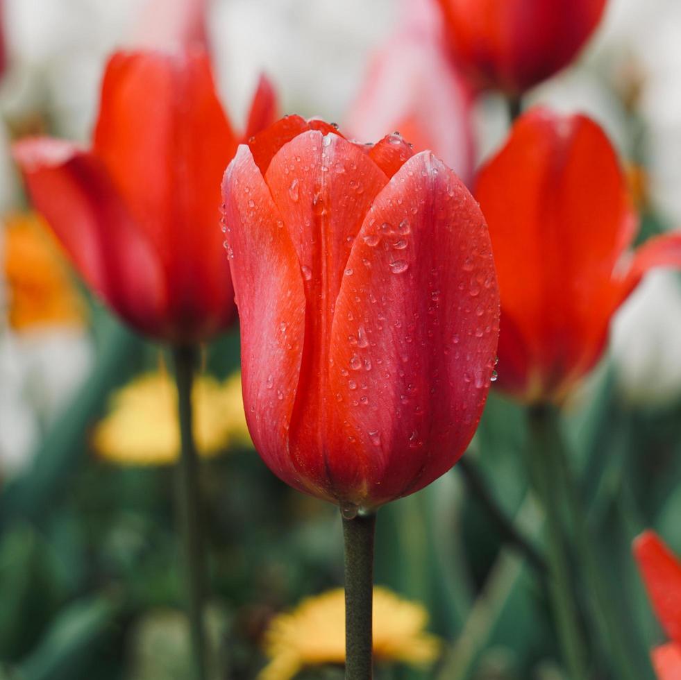 Tulipanes rosados y rojos en el jardín en primavera. foto