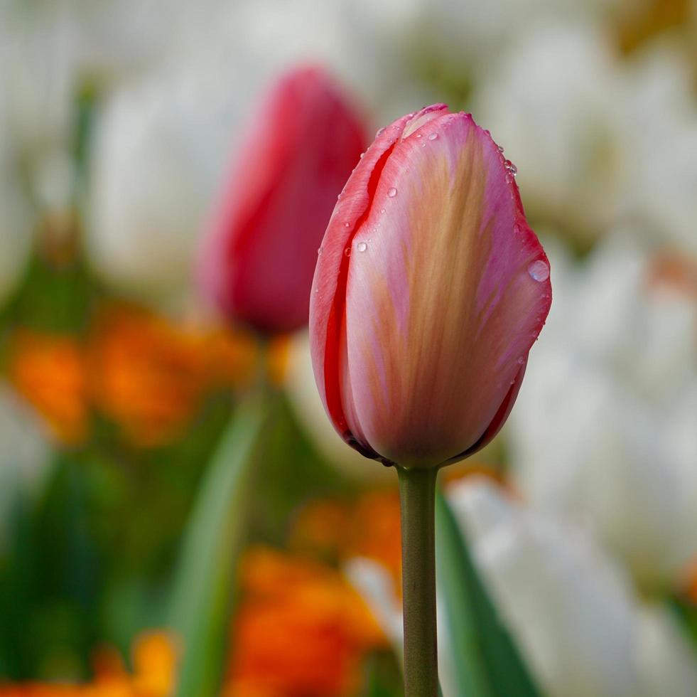 Tulipanes rosados y rojos en el jardín en primavera. foto