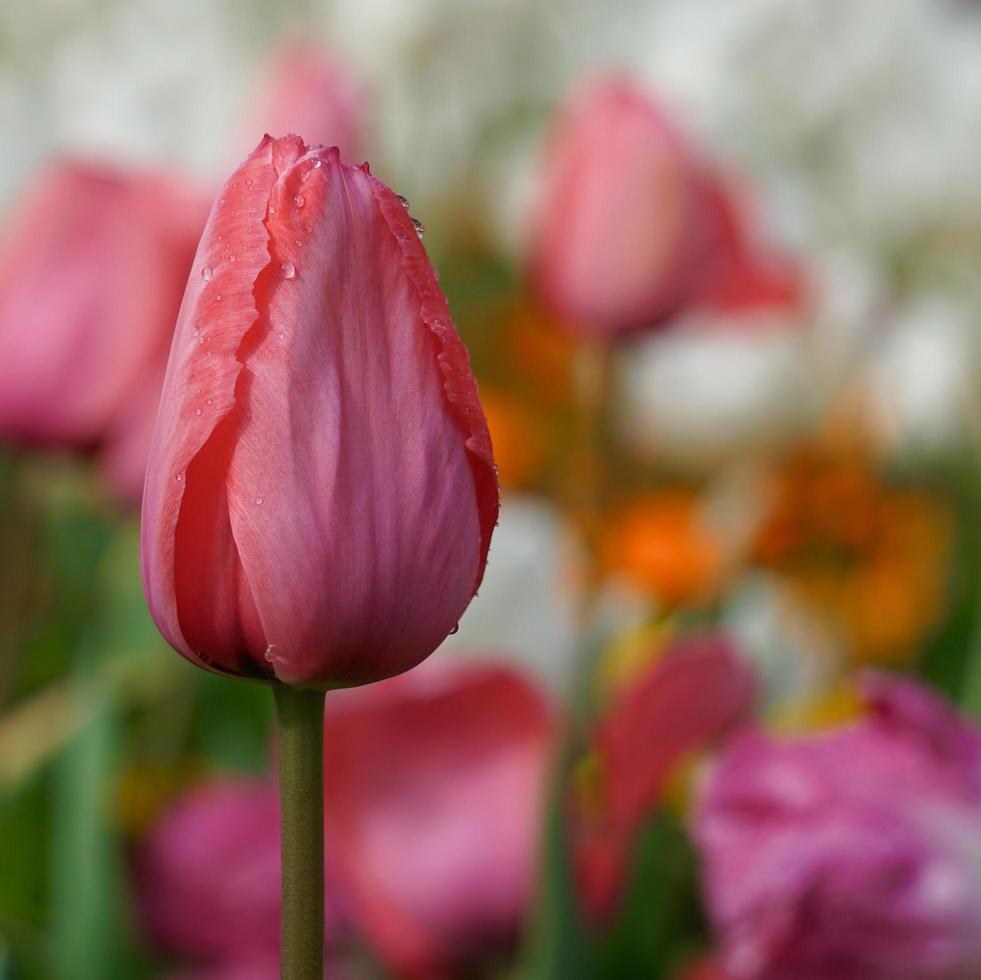 Tulipanes rosados y rojos en el jardín en primavera. foto