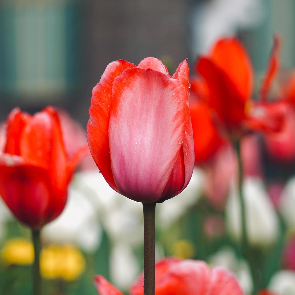 Tulipanes rosados y rojos en el jardín en primavera. foto