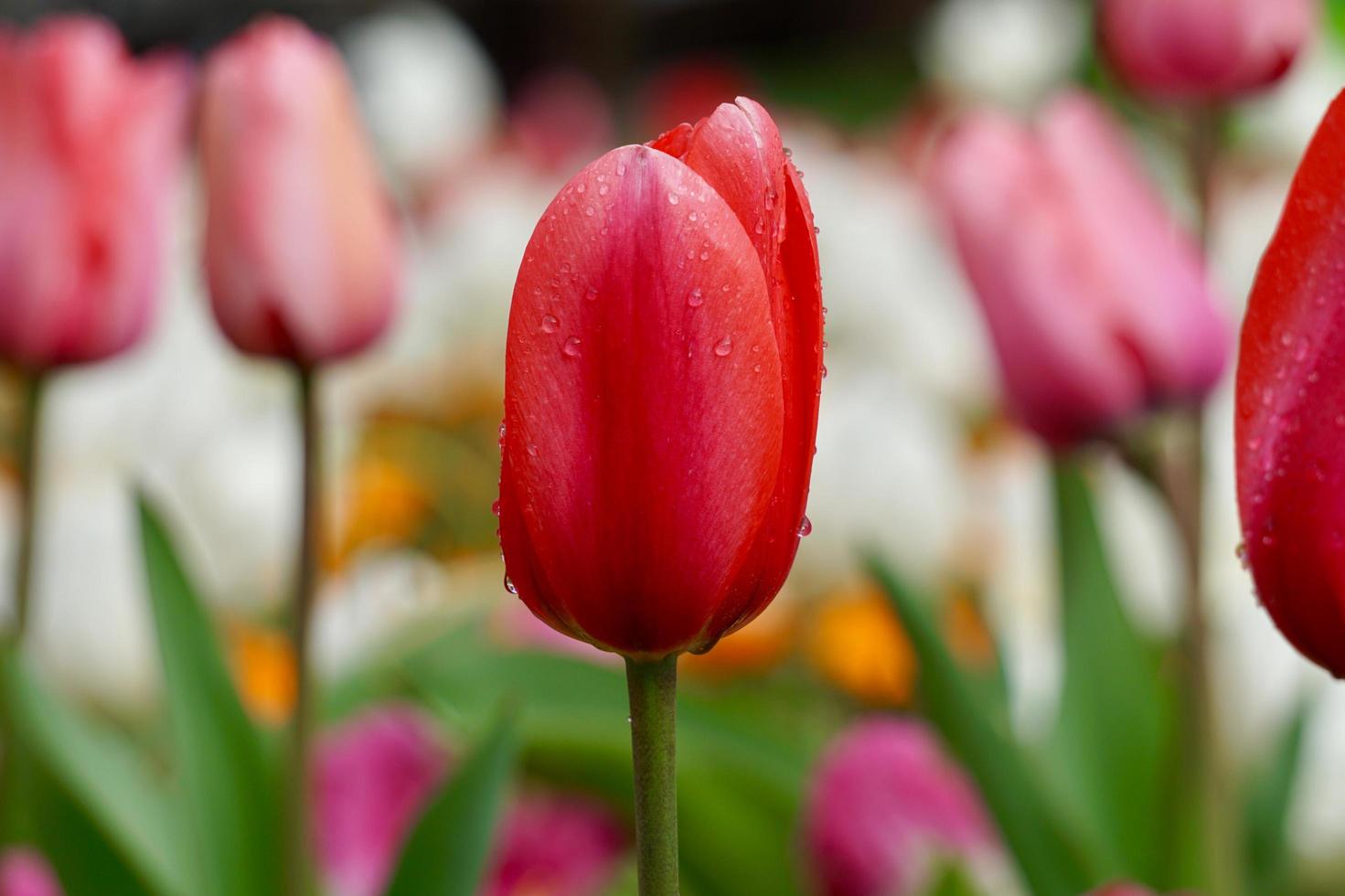 Tulipanes rosados y rojos en el jardín en primavera. foto