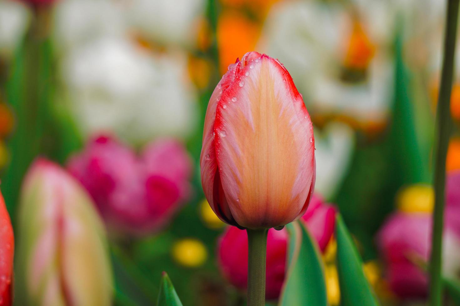 Tulipanes rosados y rojos en el jardín en primavera. foto