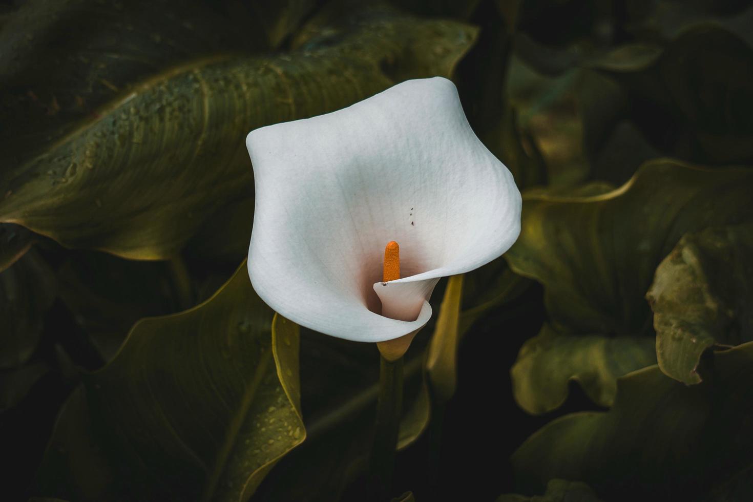 hermosa flor de lirio calla en el jardín en primavera foto