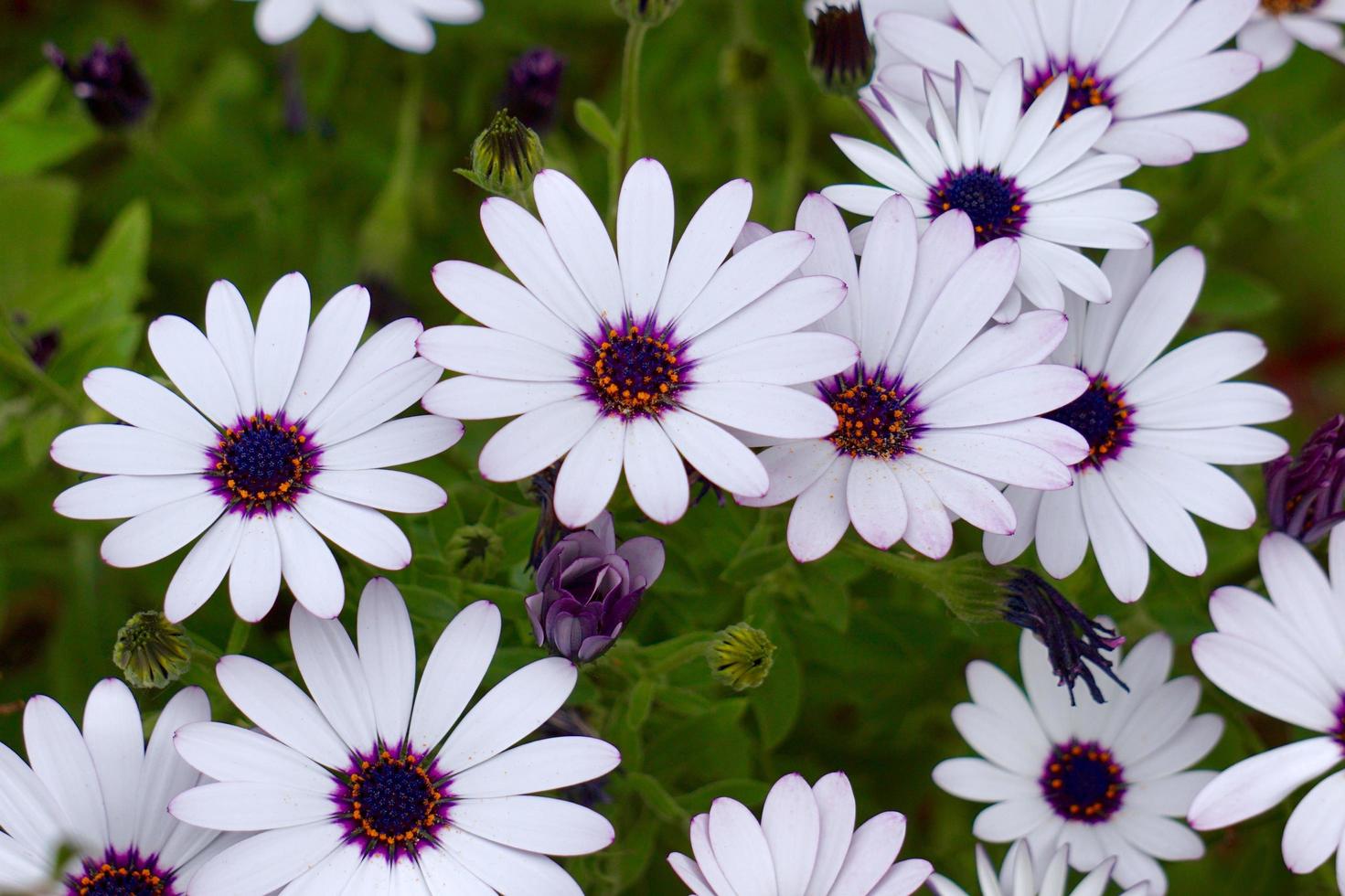 Beautiful white flowers in the garden in spring season photo