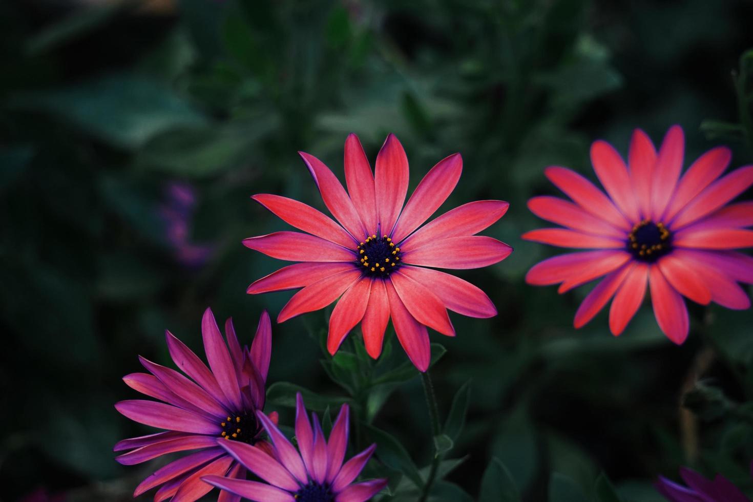 Beautiful red flower plant in the garden in springtime photo