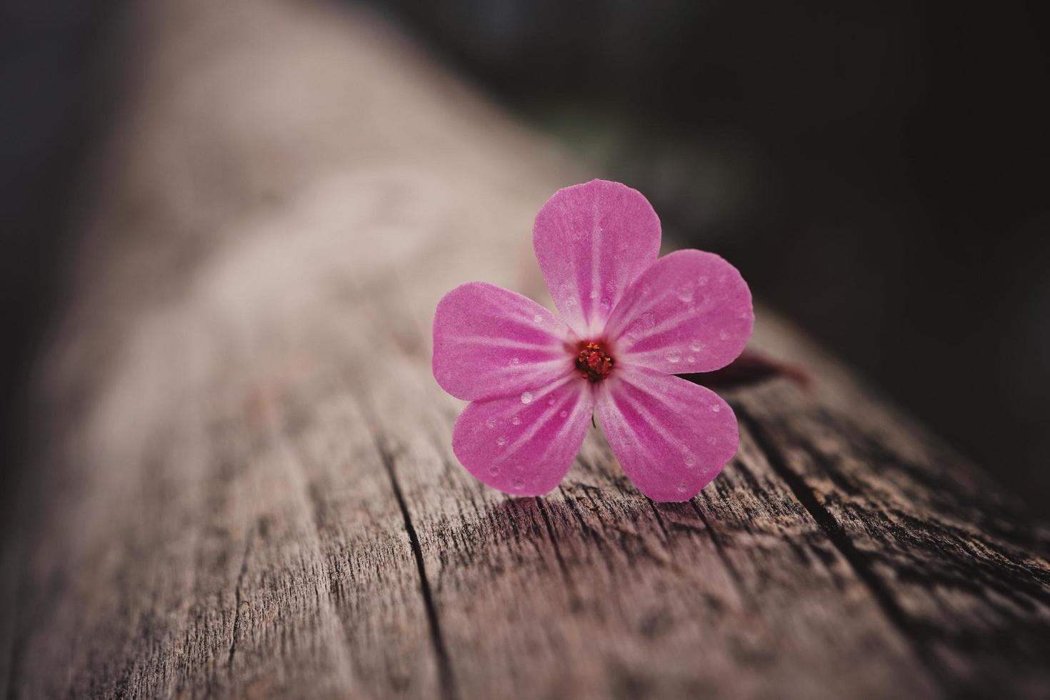 Beautiful pink flower plant in the garden in springtime photo