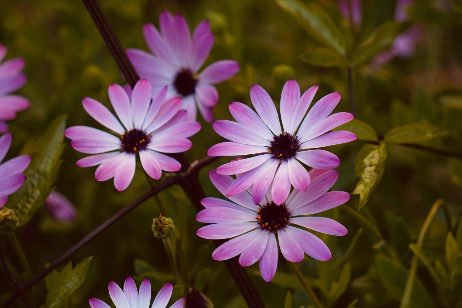 Beautiful pink flower plant in the garden in springtime photo