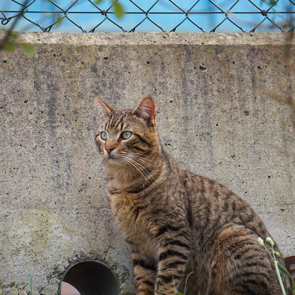 hermoso gato callejero en la calle foto