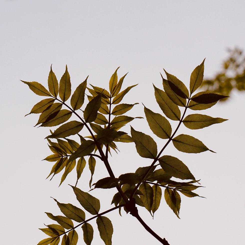 Green-yellow tree leaves in spring season photo
