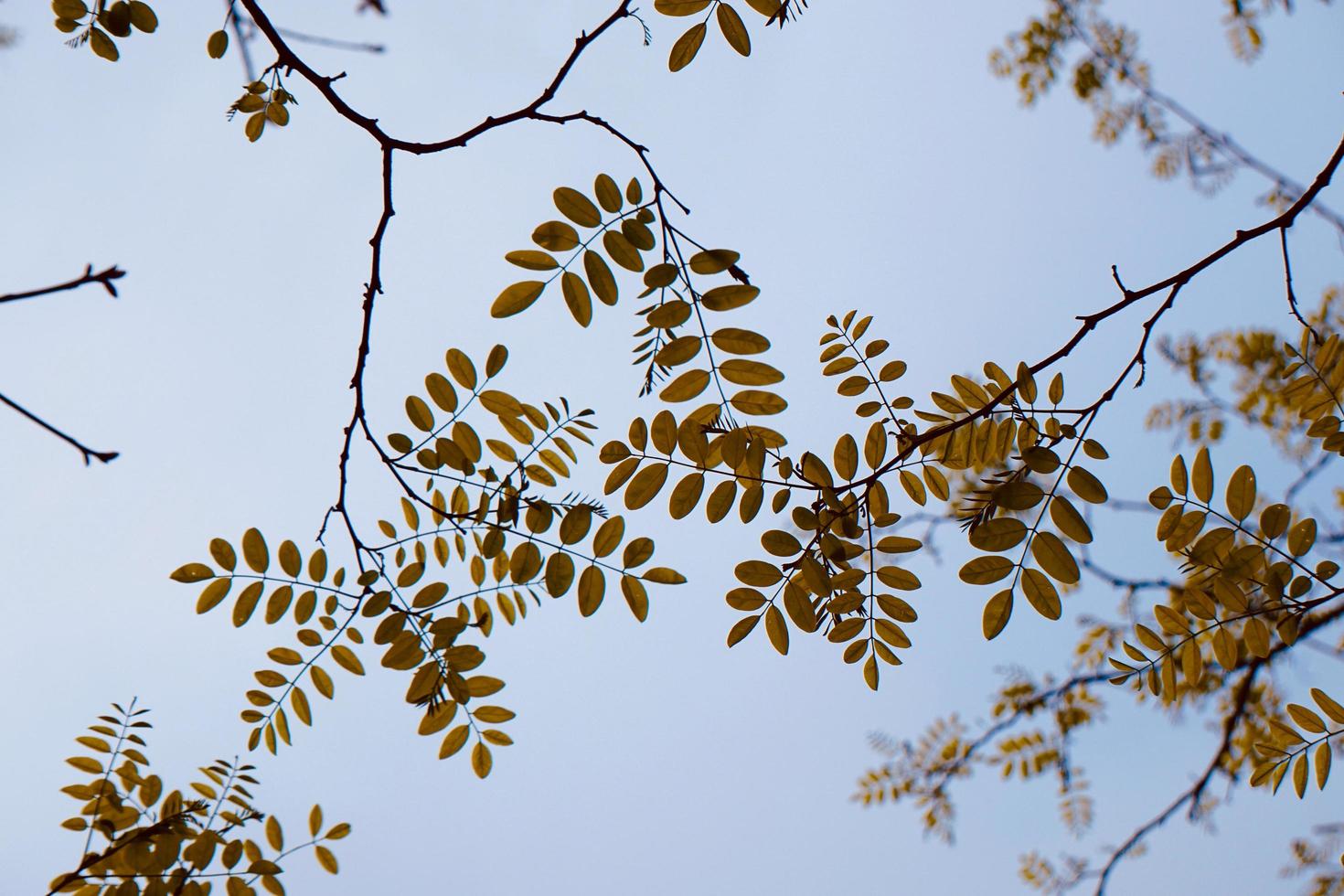 Green-yellow tree leaves in spring season photo