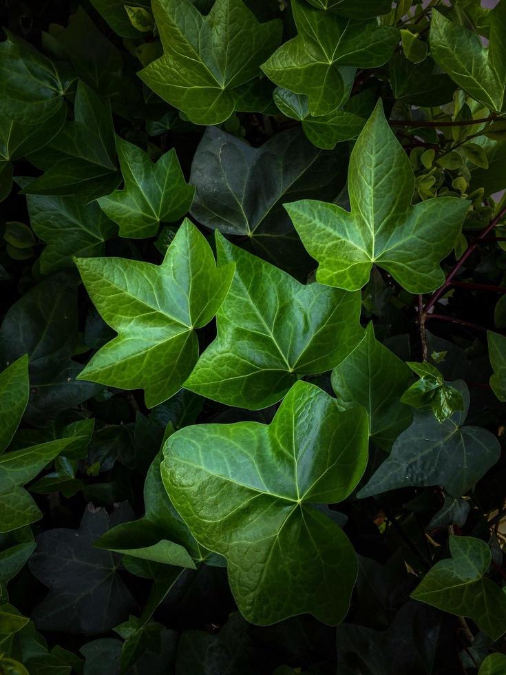 hojas de plantas verdes en la naturaleza en la temporada de primavera, fondo verde foto