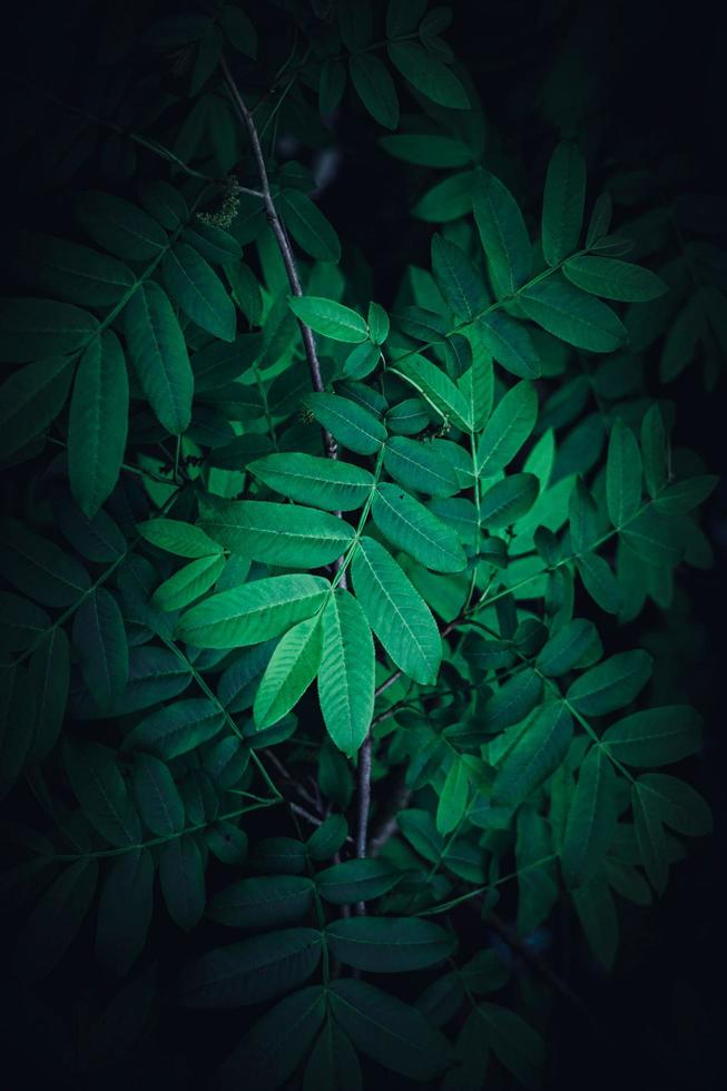 hojas de plantas verdes en la naturaleza en la temporada de primavera, fondo verde foto