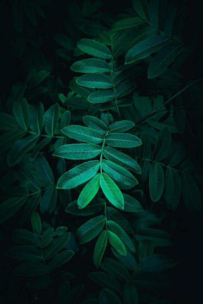 Green plant leaves in nature in the spring season, green background photo