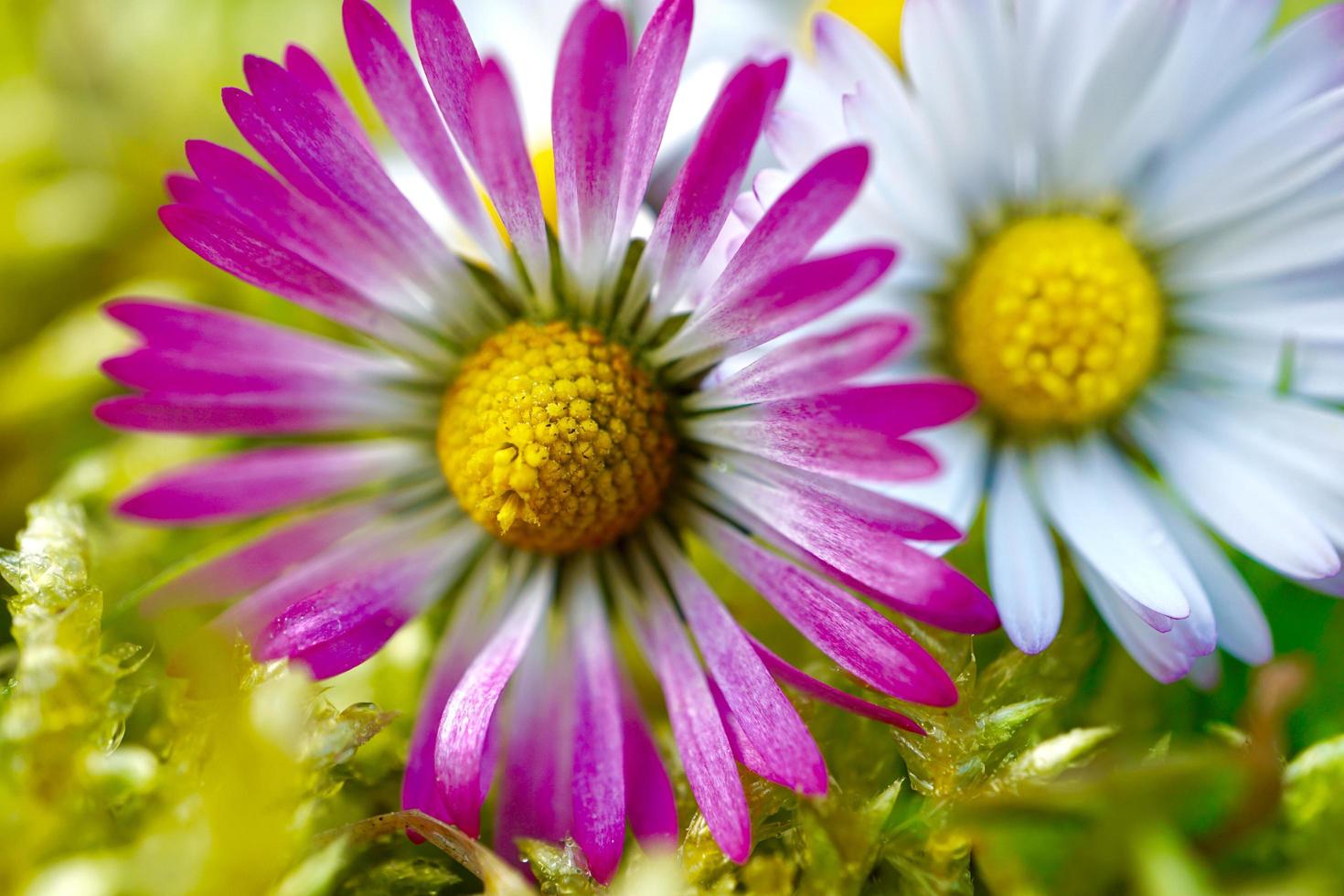 Hermosa flor de margarita en el jardín en primavera foto