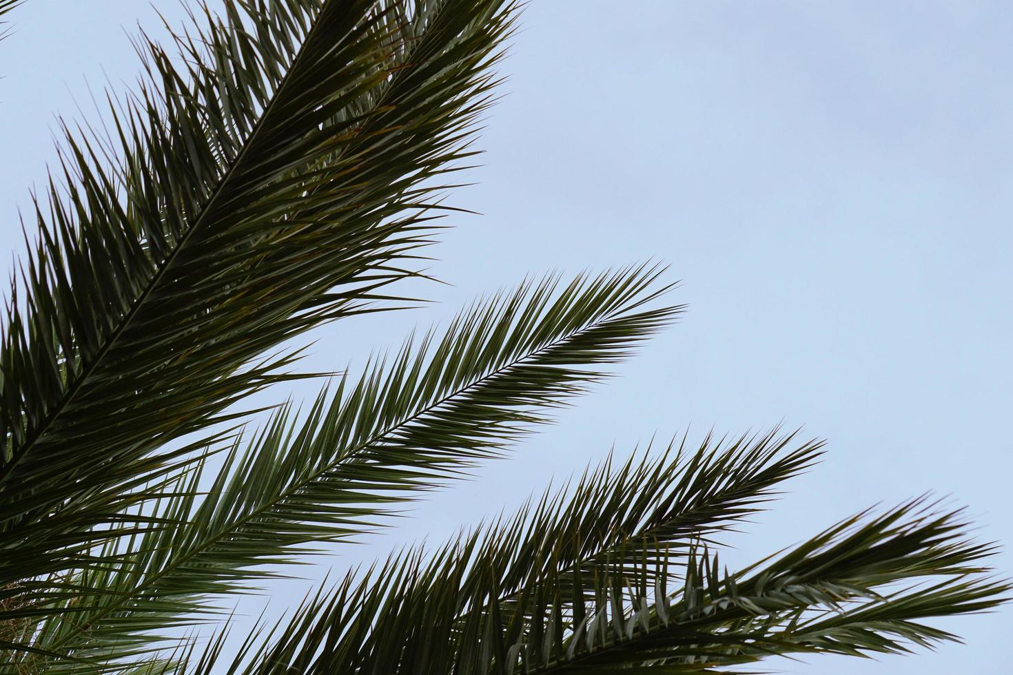 Palm tree and blue sky photo