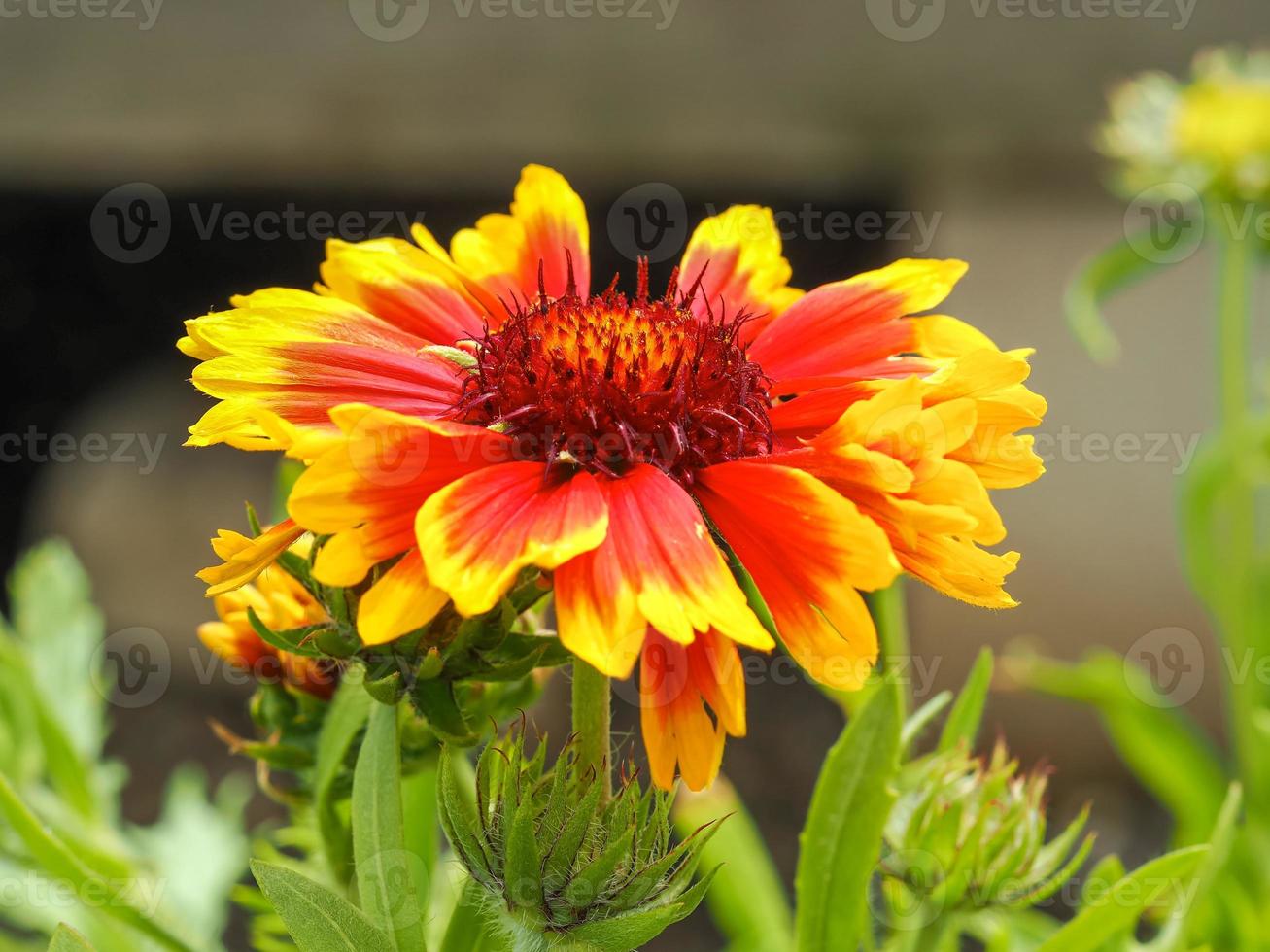flor de gaillardia de color naranja brillante y amarillo foto