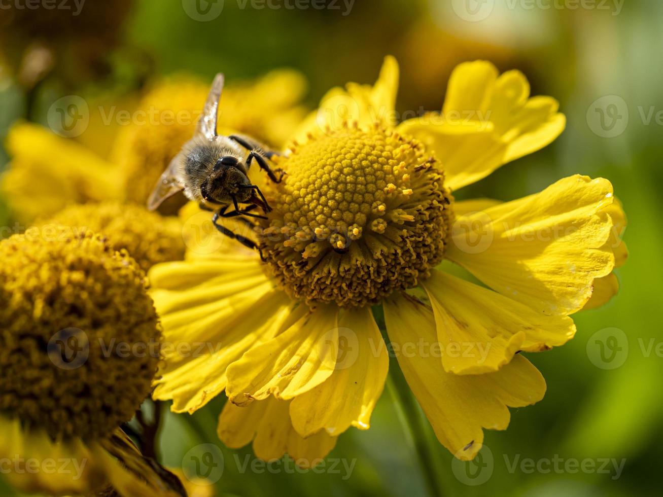 Bee on a yellow flower photo