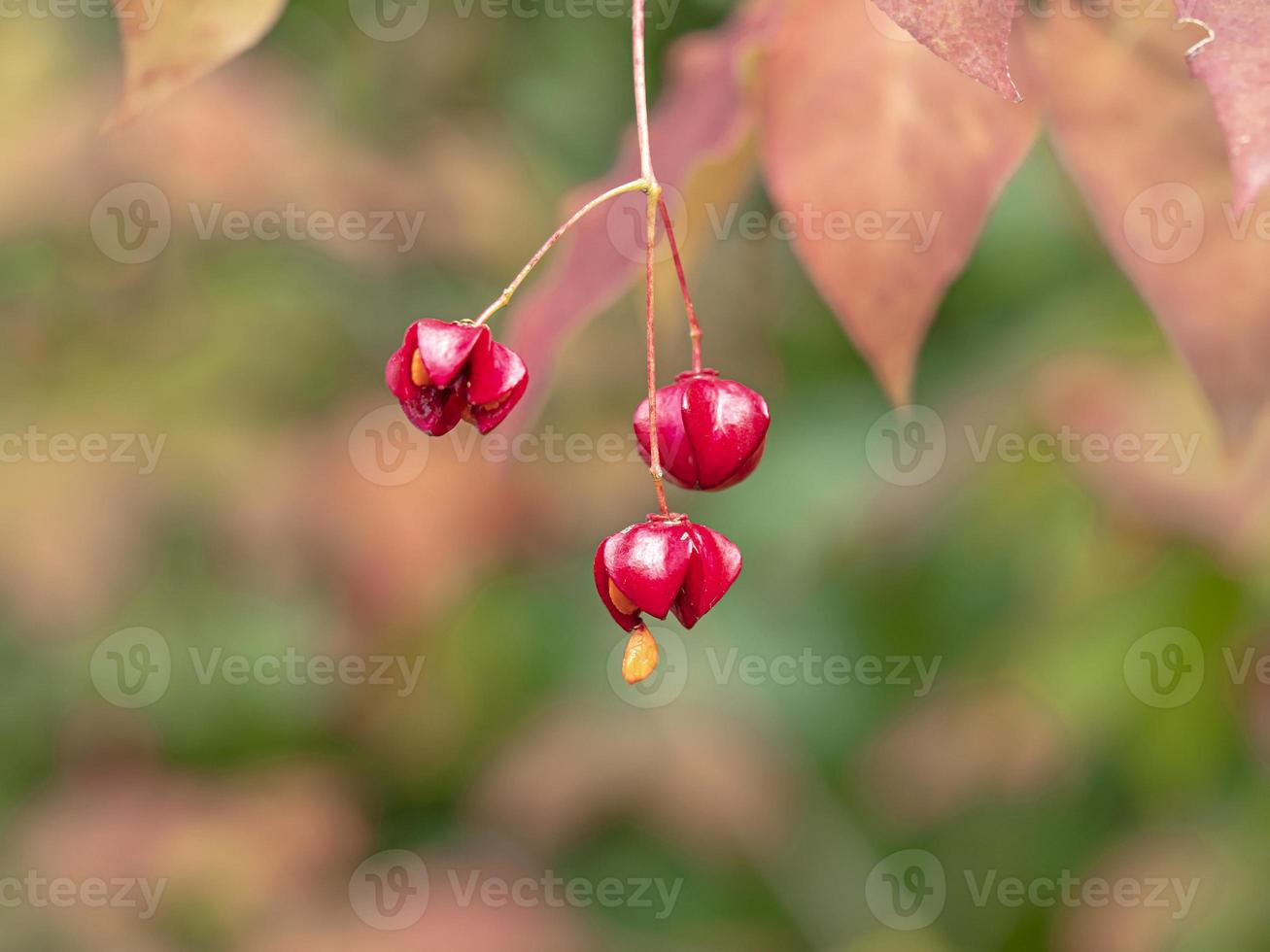 Close-up of red berries photo