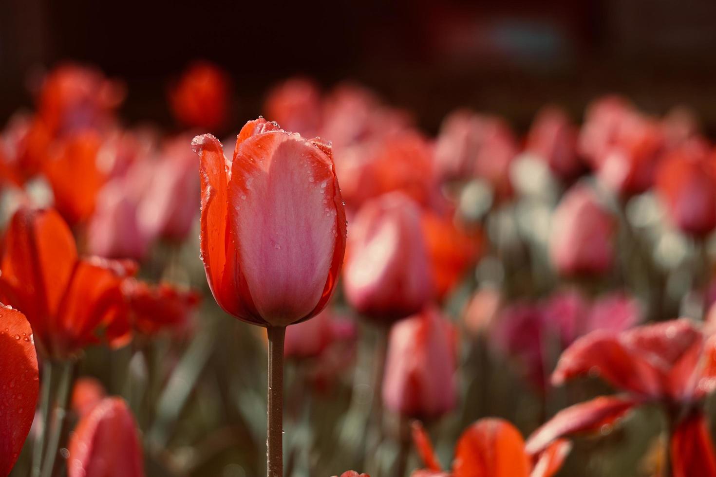 románticos tulipanes rojos en el jardín en primavera foto