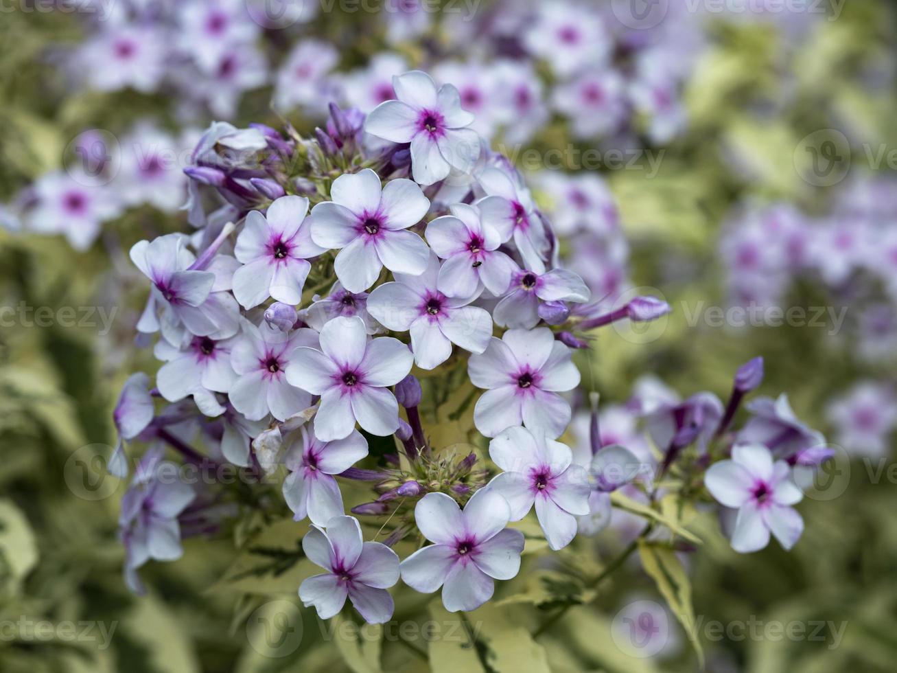 phlox blanco y morado foto