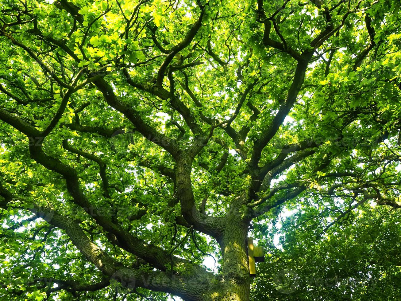 exuberante roble verde foto