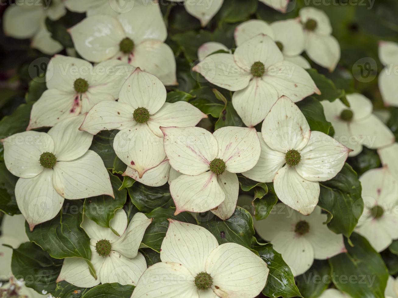 White cornus flowers photo