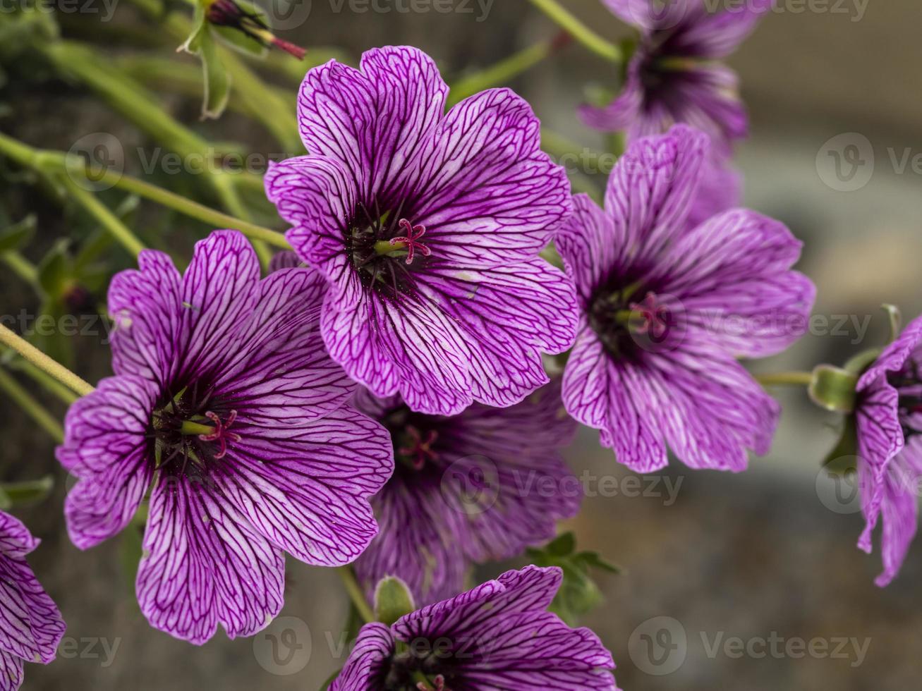 flores de geranio cranesbill púrpura foto