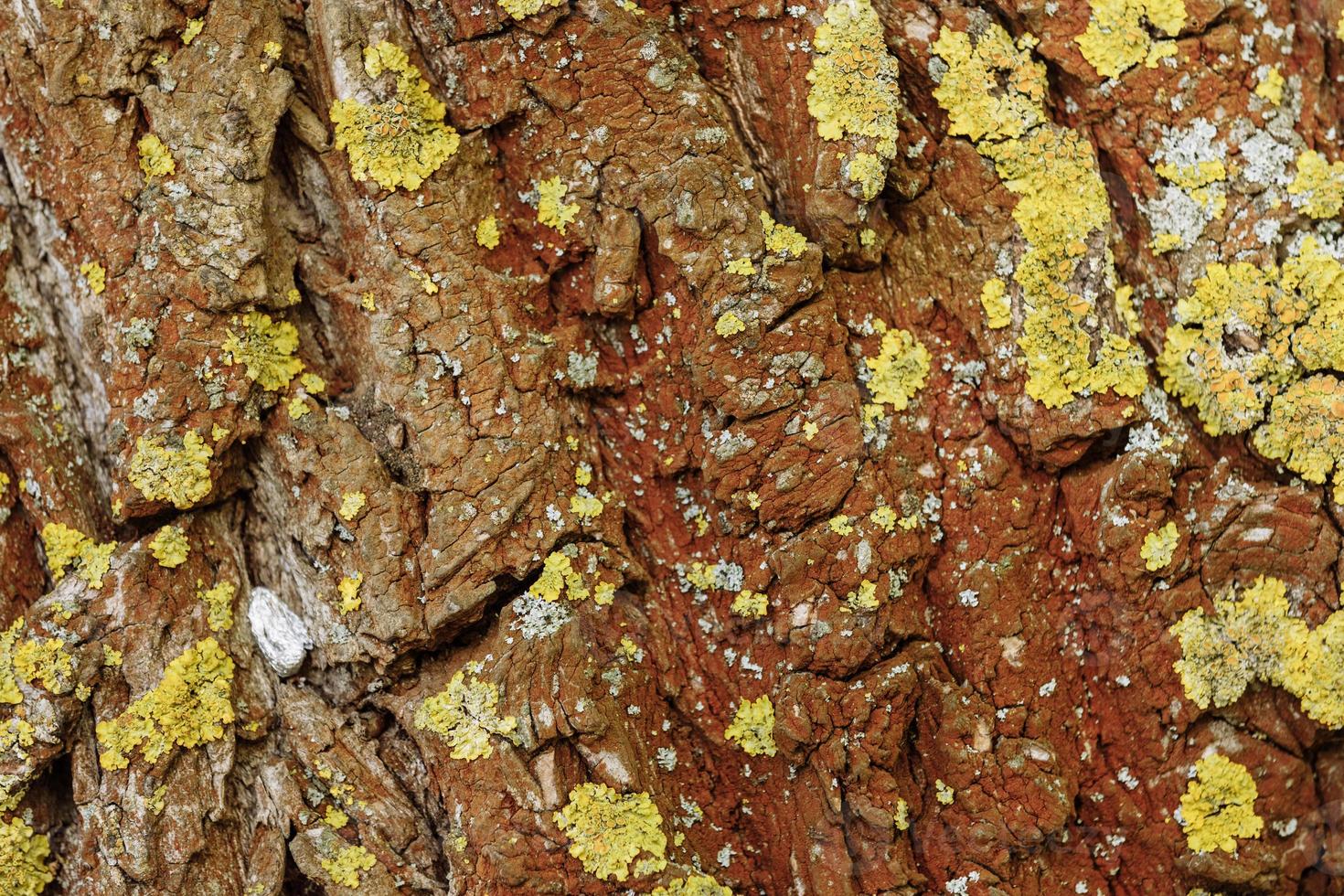 Bark of a tree. Natural wooden texture. photo