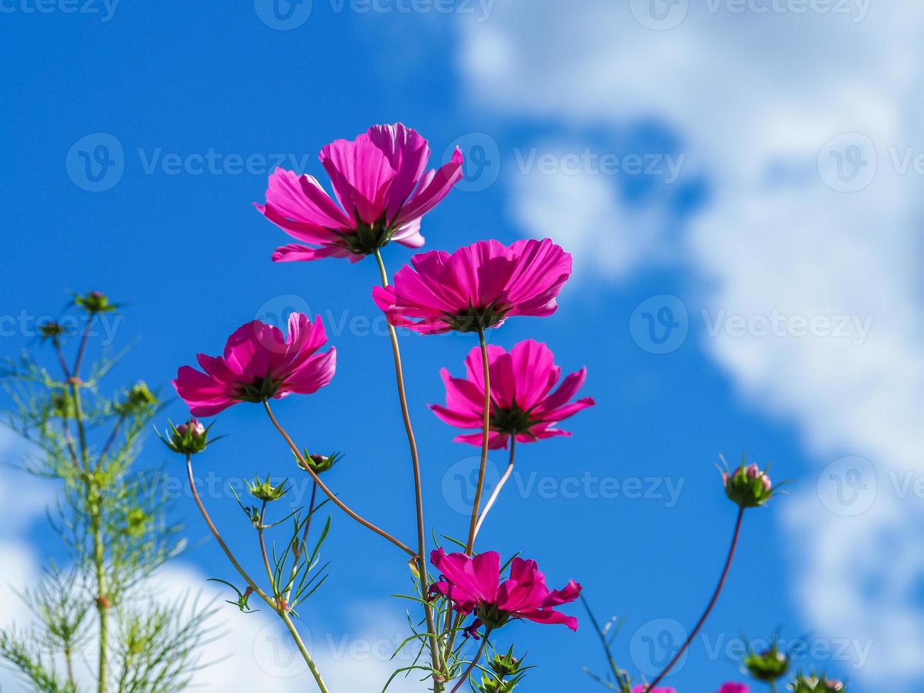 Pink cosmos against a blue sky photo