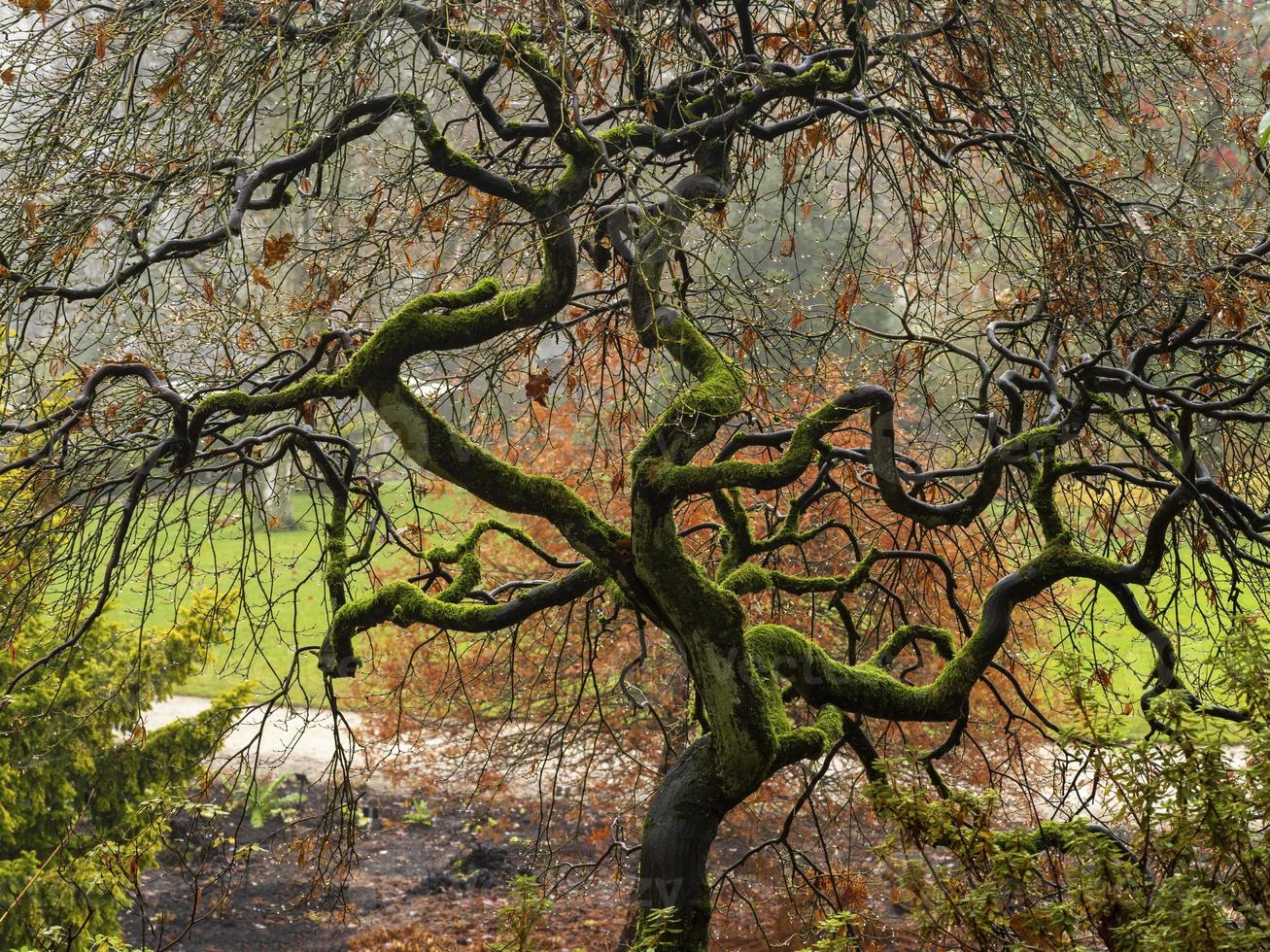 Mossy acer tree with twisted branches photo