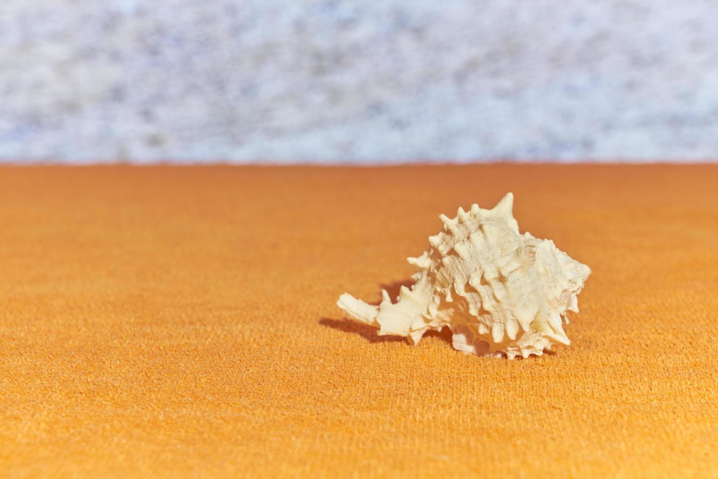 A shell in sunshine with blurred sea on the background. photo